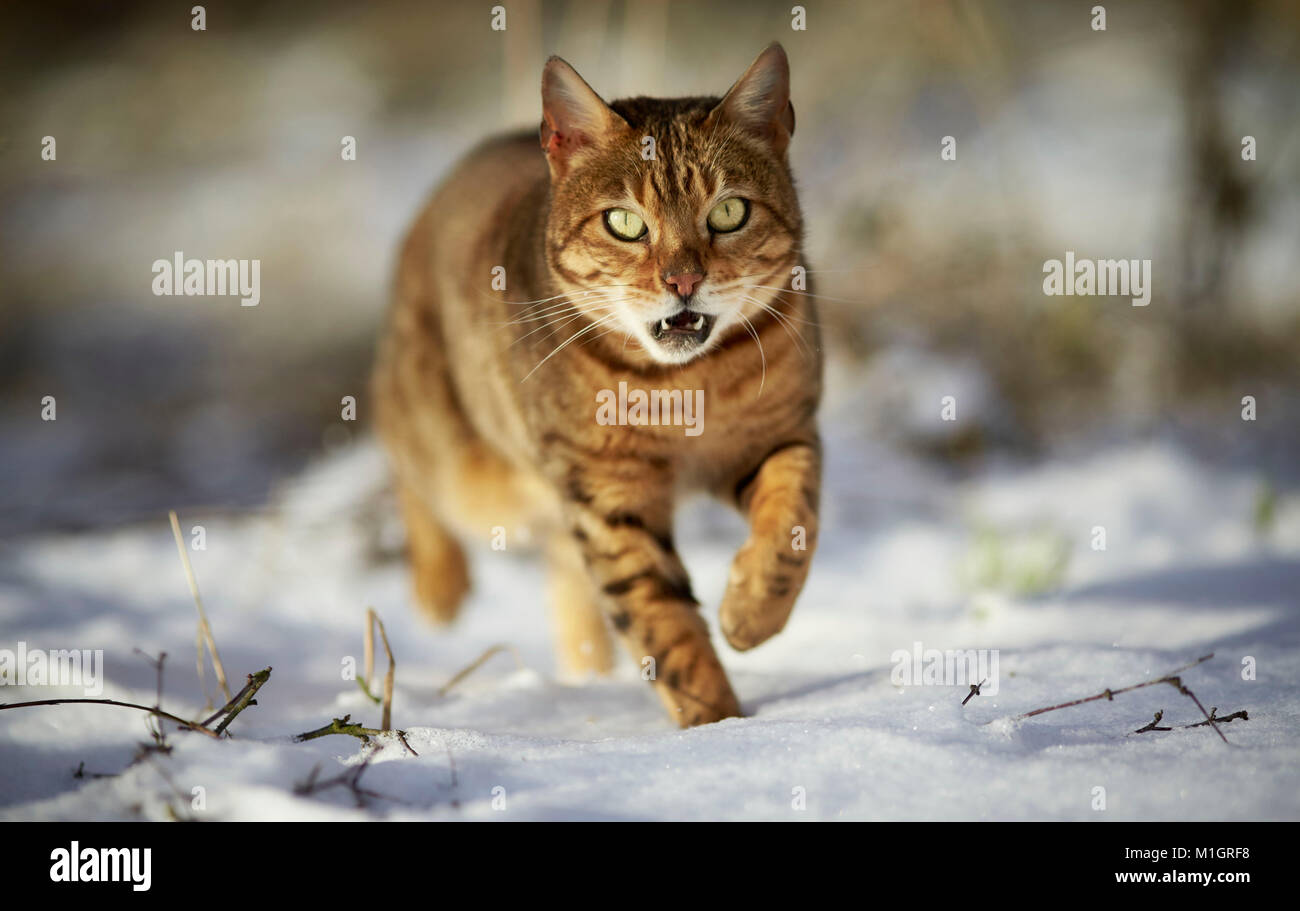 Chat Bengal. Quelques adultes sur la neige. Allemagne Banque D'Images