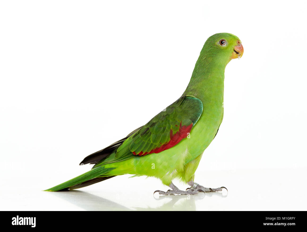 Red-winged Parrot (Aprosmictus erythropterus) Comité permanent. Studio photo vu sur un fond blanc. Banque D'Images