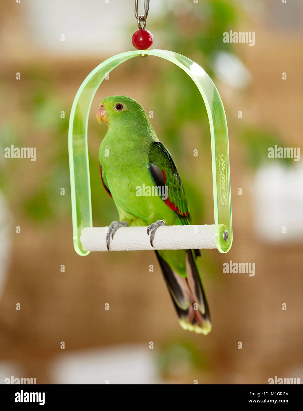 Red-winged Parrot (Aprosmictus erythropterus). Des profils perchée sur une balançoire. Studio photo Banque D'Images