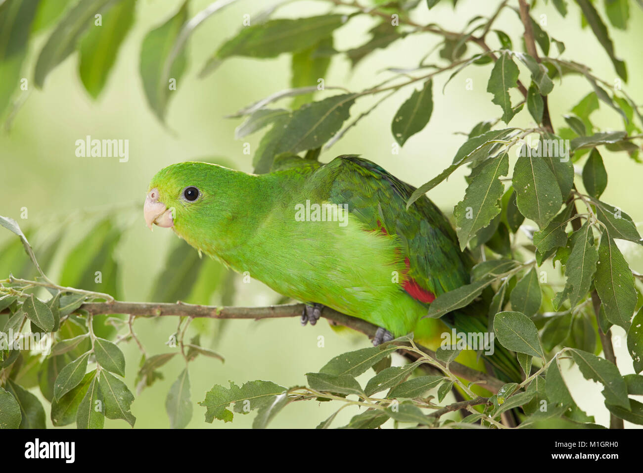 Red-winged Parrot (Aprosmictus erythropterus). Juvenile perché sur une brindille de saule. Allemagne Banque D'Images