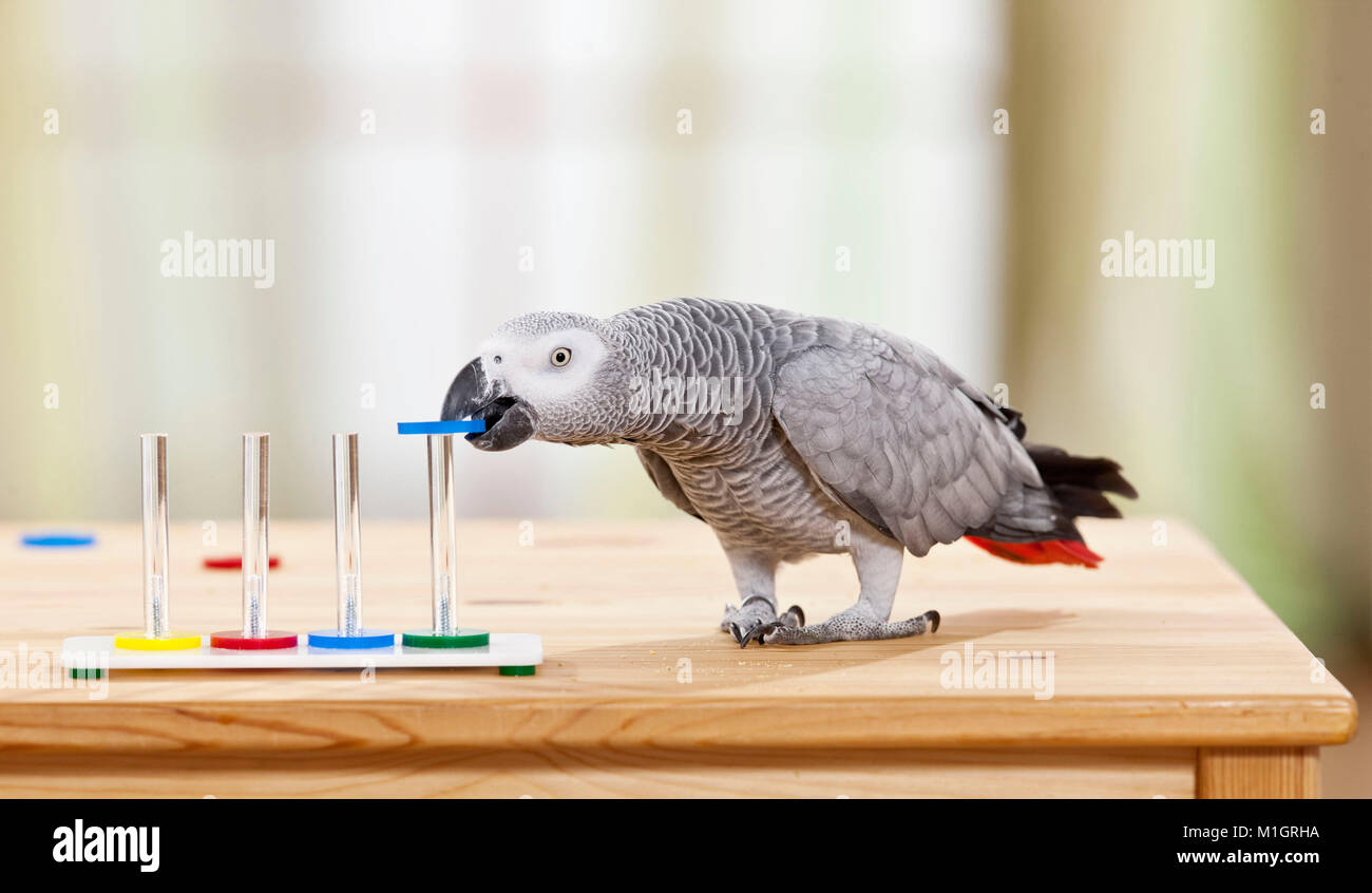 Perroquet gris d'Afrique (Psittacus erithacus). Jouer avec les anneaux colorés adultes. Allemagne Banque D'Images
