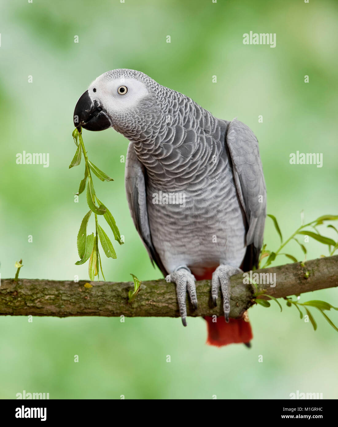 Perroquet gris d'Afrique (Psittacus erithacus). Perché sur adultes, Direction générale de grignoter les rameau. Allemagne Banque D'Images