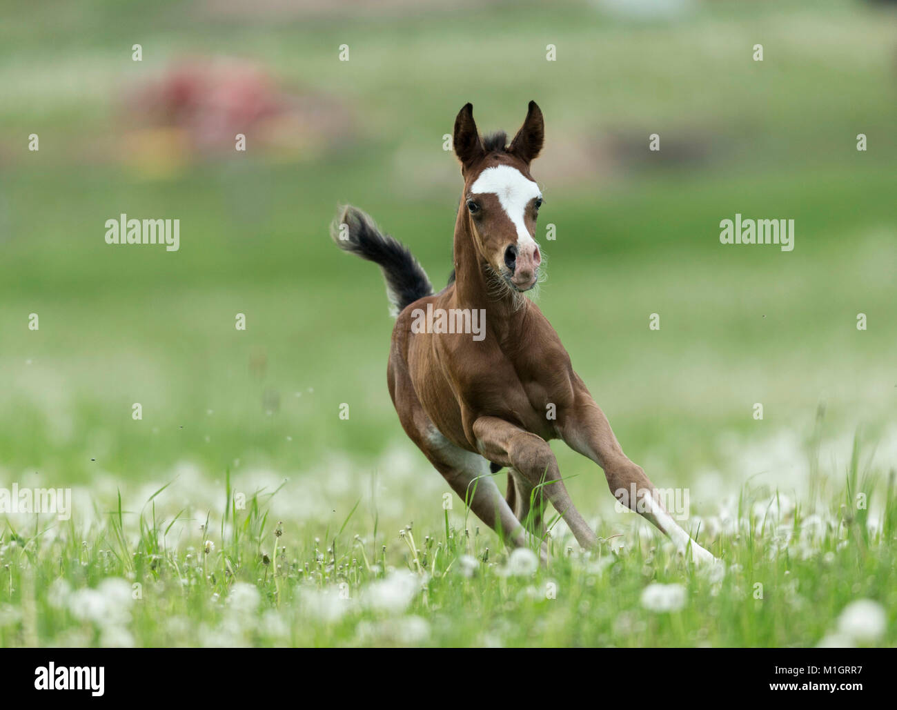 Cheval Arabe. Poulain galopant sur un pâturage avec blowballs. L'Allemagne. Banque D'Images