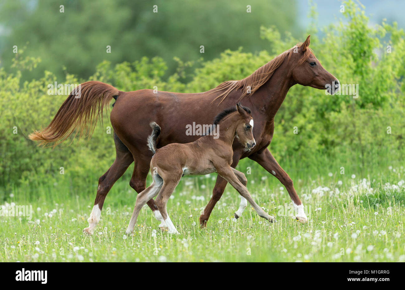 Cheval Arabe pur-sang. Jument avec poulain trottant sur un pâturage avec blowballs. Allemagne Banque D'Images