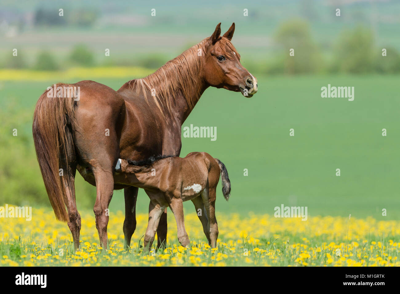 Cheval Arabe pur-sang. Suchling jument poulain bay debout sur un pâturage de floraison. Allemagne Banque D'Images