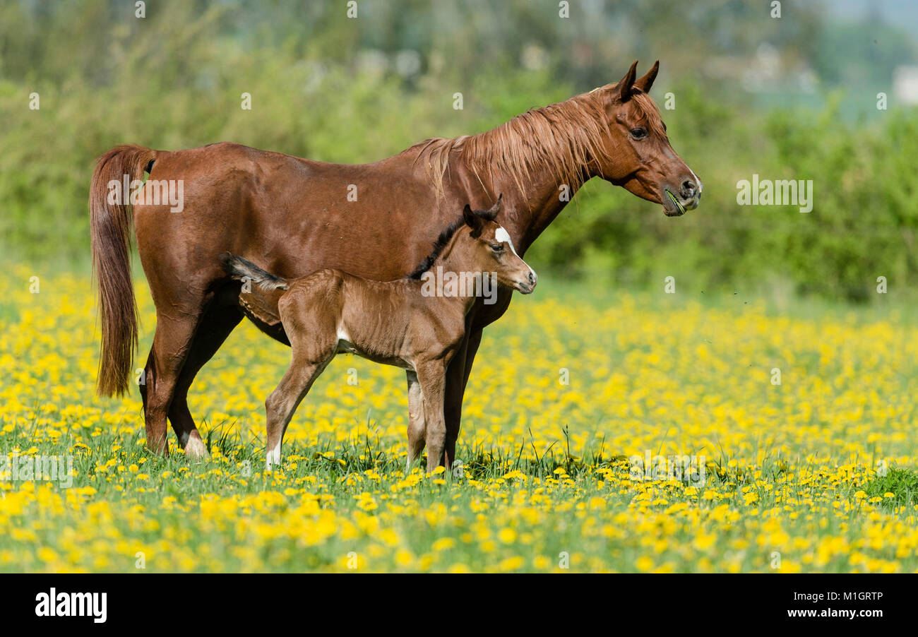 Cheval Arabe pur-sang. Jument alezane avec baie poulain debout sur un pâturage de floraison. Allemagne Banque D'Images