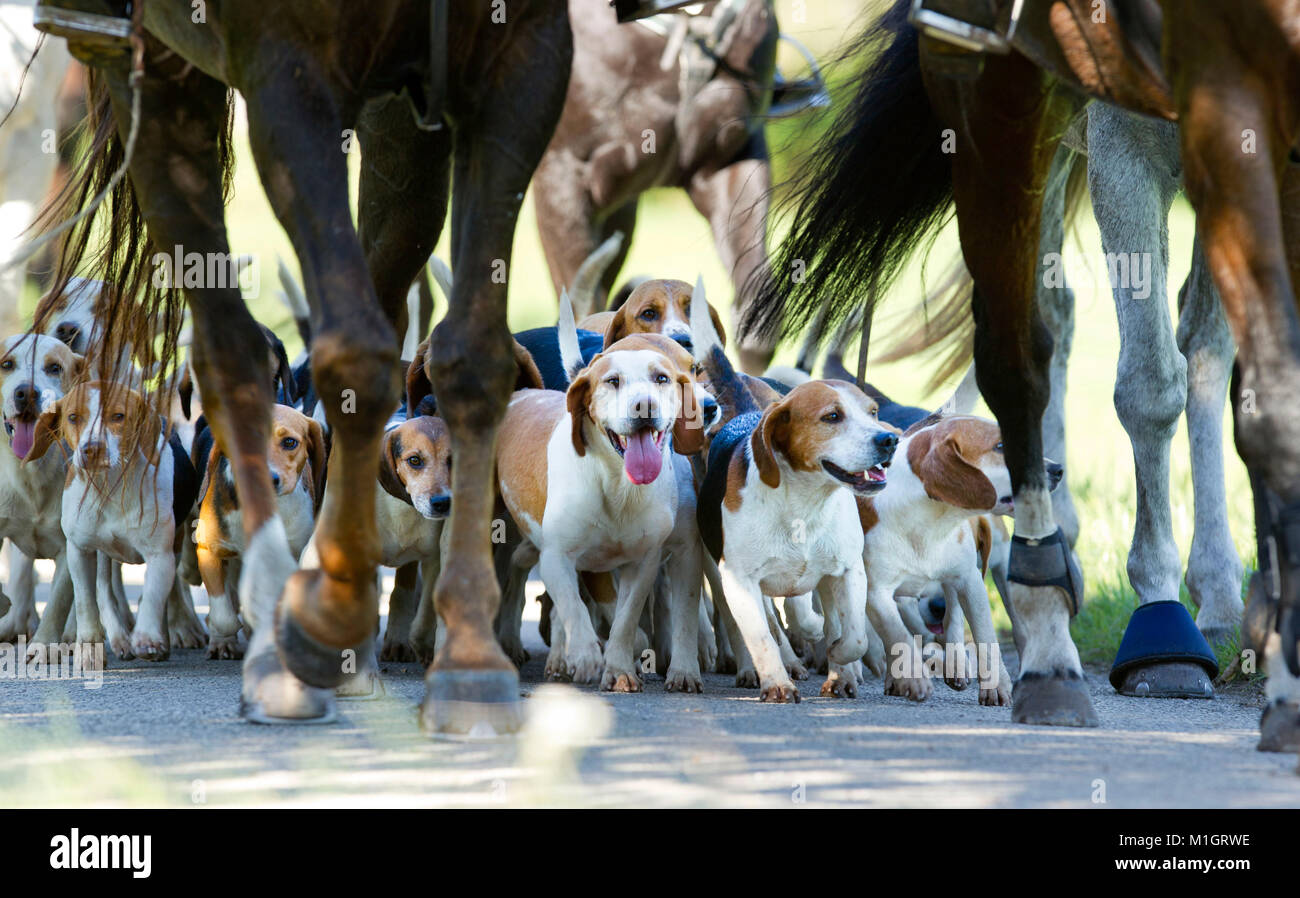 Pack Beagle avec cavaliers. L'Allemagne.. Banque D'Images Pack Beagle avec cavaliers. L'Allemagne.. Banque D'Images