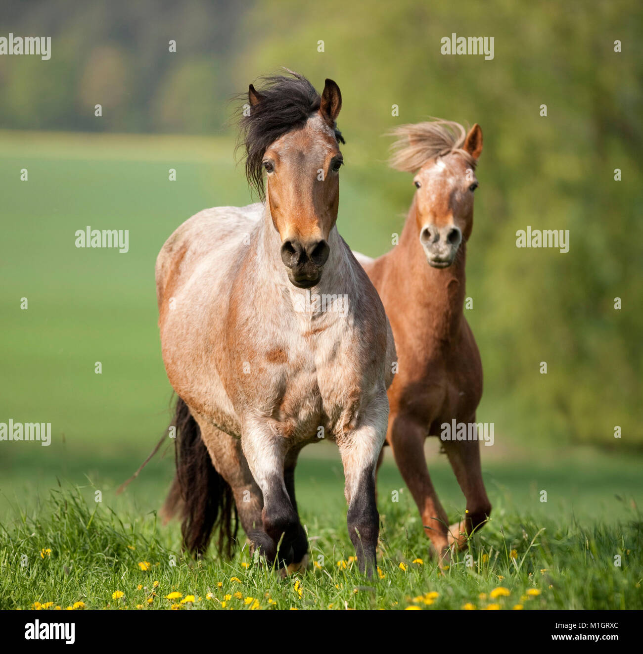 Poneys et chevaux galopant sur un coldblooded flowering meadow. L'Allemagne.. Banque D'Images