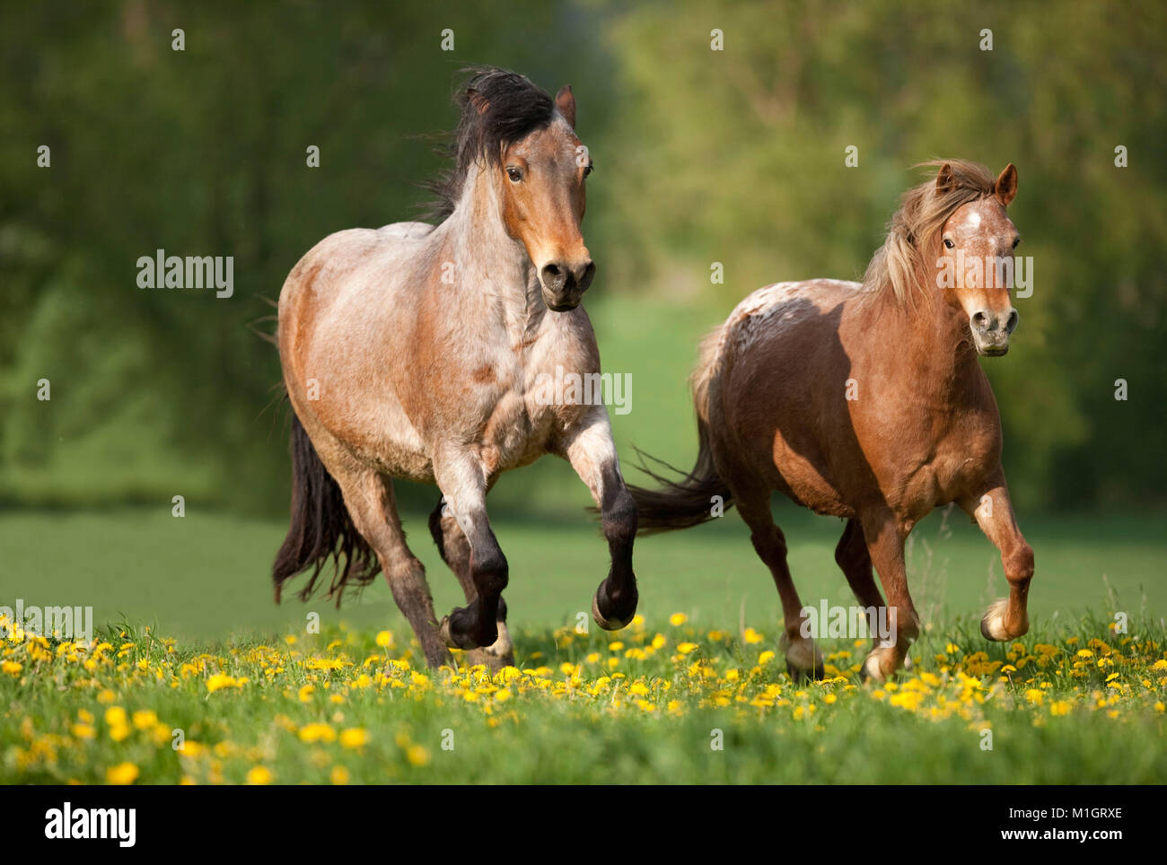 Poneys et chevaux galopant sur un coldblooded flowering meadow. L'Allemagne.. Banque D'Images