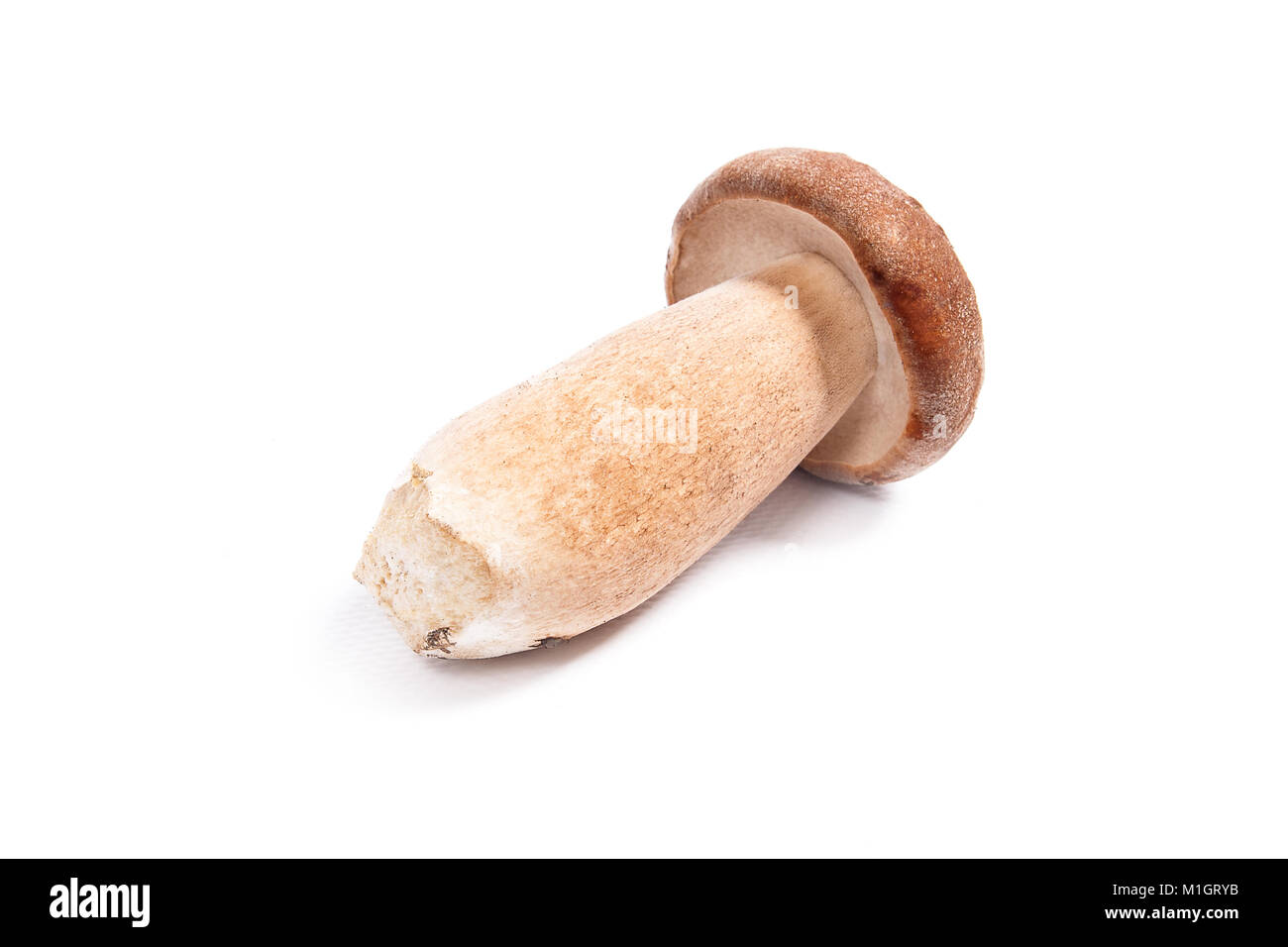 Récolté à l'automne étonnant champignon comestible boletus edulis (cèpes) connu sous le nom de champignons porcini isolé sur fond blanc. Banque D'Images