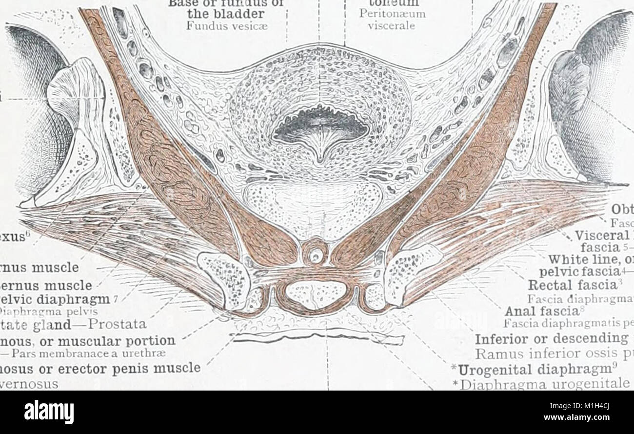 Un atlas de l'anatomie humaine pour les étudiants et les médecins (1903) (14781133644) Banque D'Images