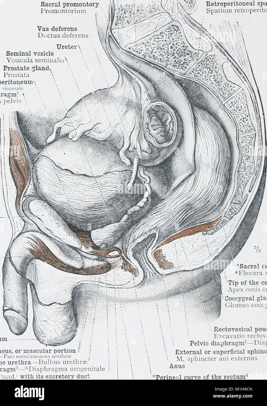 Un atlas de l'anatomie humaine pour les étudiants et les médecins (1903) (14803344483) Banque D'Images