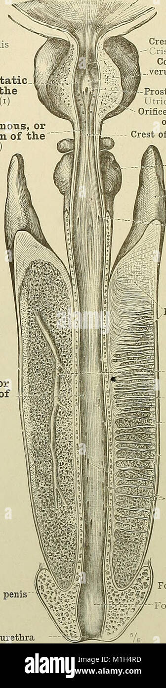L'Atlas d'anatomie humaine de 1919 fournit des illustrations et des descriptions détaillées du corps humain. Il sert de guide aux étudiants et aux médecins, offrant une compréhension complète de l'anatomie humaine, y compris les organes, les systèmes et les structures. Banque D'Images