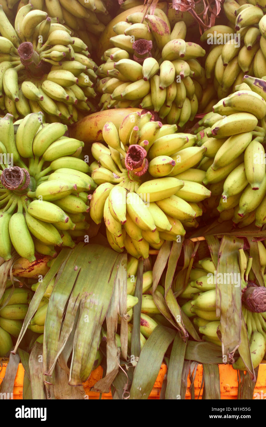 Chargement de camion de bananes dans le sud de l'état de l'Inde Banque D'Images