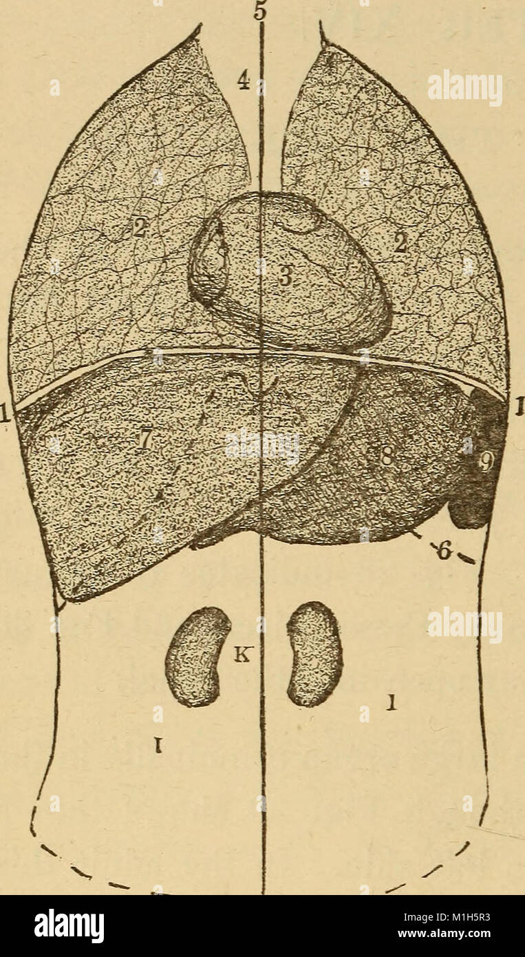 Un corps en bonne santé. Un manuel de l'anatomie, la physiologie, l'hygiène, l'alcool et des stupéfiants. Pour une utilisation dans des grades intermédiaires dans les écoles publiques et privées (1889) (14576539350) Banque D'Images