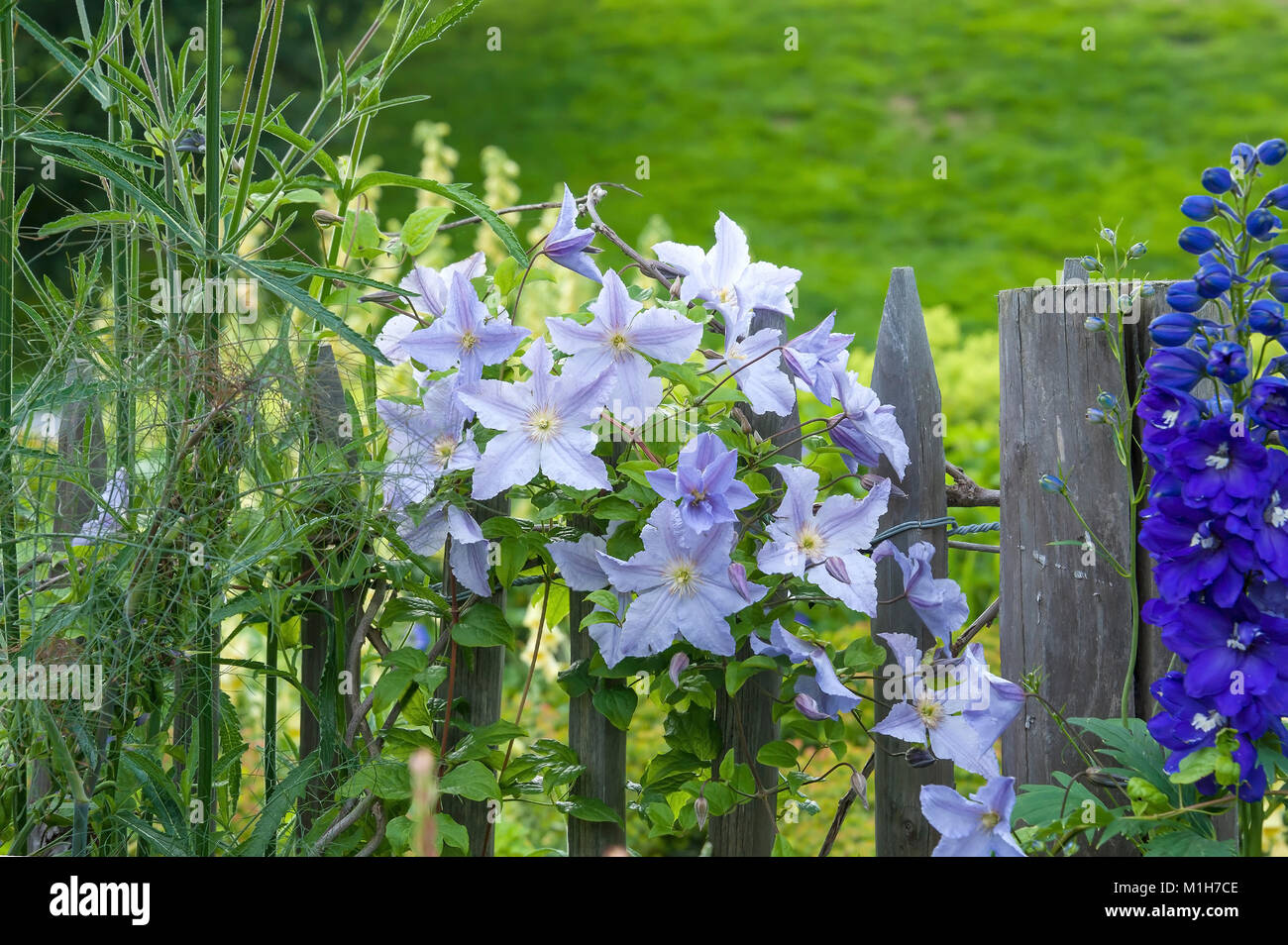 Clematis (Clematis Blekitny Aniol), (Delphinium), Clematis (Waldrebe Blekitny Aniol), (Delphinium) Banque D'Images
