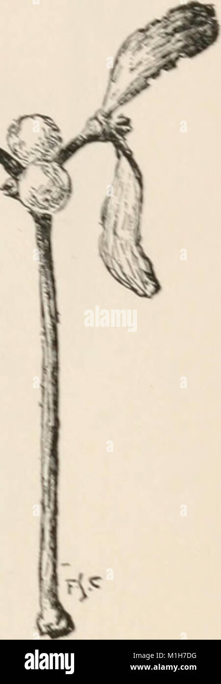 Un chant de Noël est une nouvelle de Charles Dickens, publiée pour la première fois en 1843, qui est devenue un classique des fêtes. L'histoire suit Ebenezer Scrooge, un homme avare, alors qu'il reçoit la visite de trois fantômes la veille de Noël qui lui montrent l'erreur de ses manières. Cette publication de 1900 reflète la popularité durable de l'histoire au fil du temps. Banque D'Images