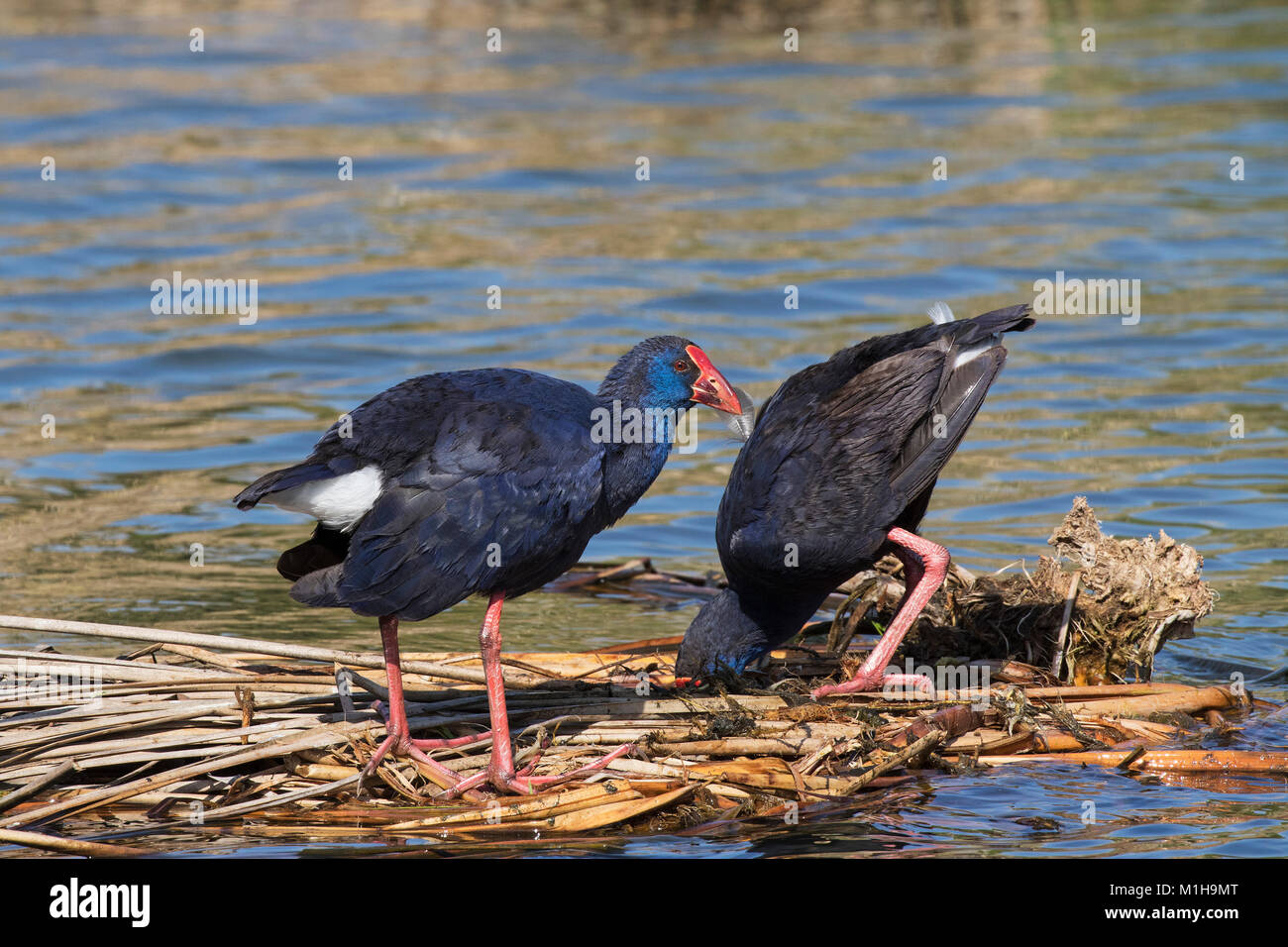 Purple swamp-hen Porphyrio porphyrio se nourrissant de mat de la végétation Quinta do Lago partie de la Réserve Naturelle de Ria Formosa Algarve Portugal Février 2017 Banque D'Images