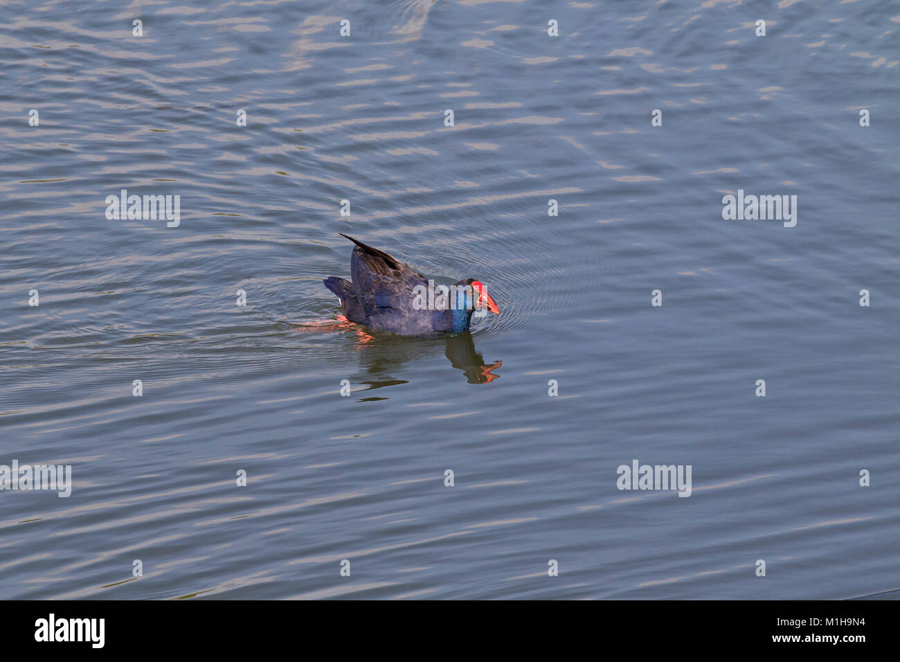 Purple swamp-hen Porphyrio porphyrio nager dans le lac Quinta do Lago partie de la Réserve Naturelle de Ria Formosa Algarve Portugal Février 2017 Banque D'Images