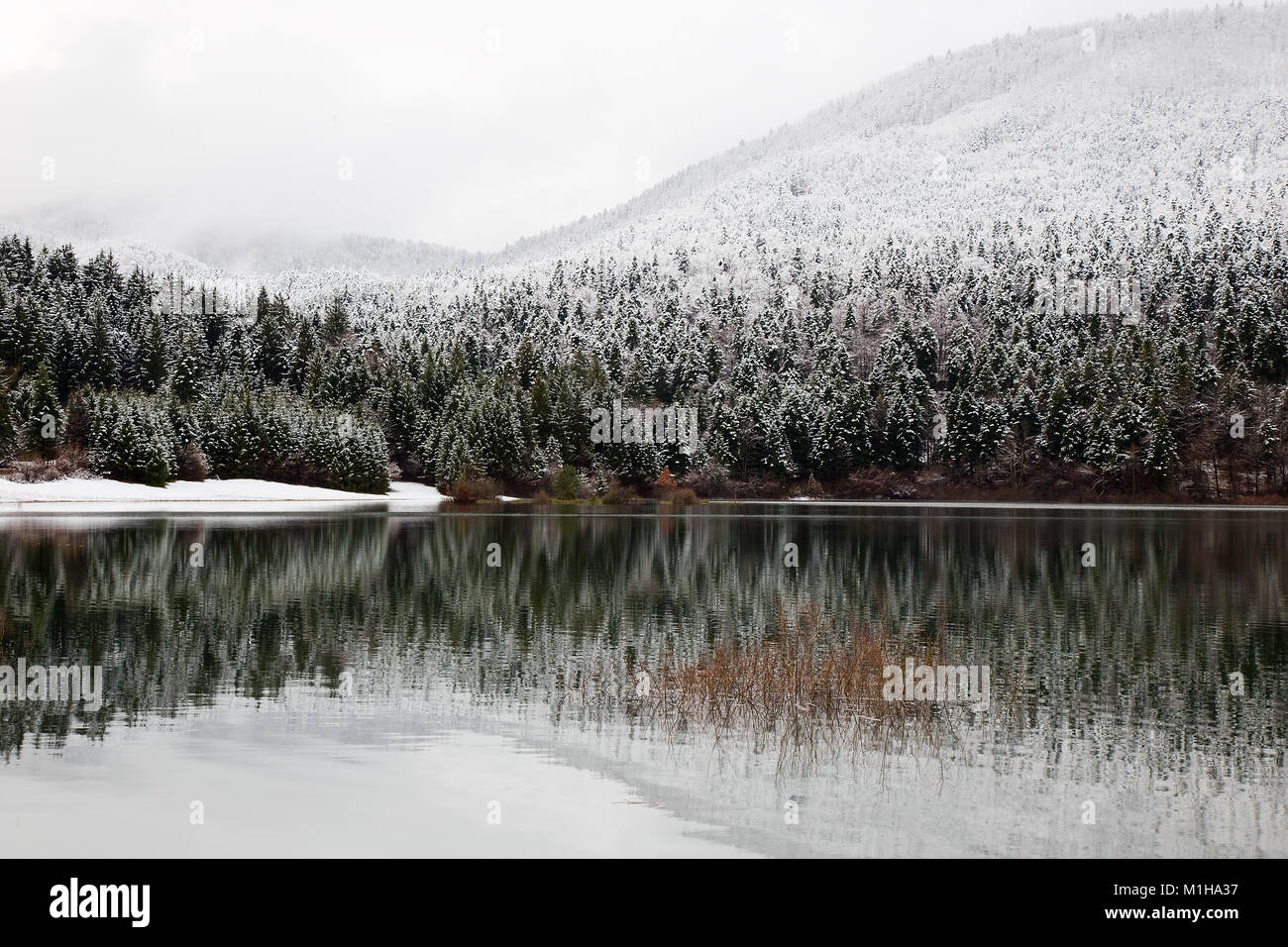 Paysage d'hiver avec fond beau reflet dans l'eau, le lac de Cerknica, Slovénie Banque D'Images