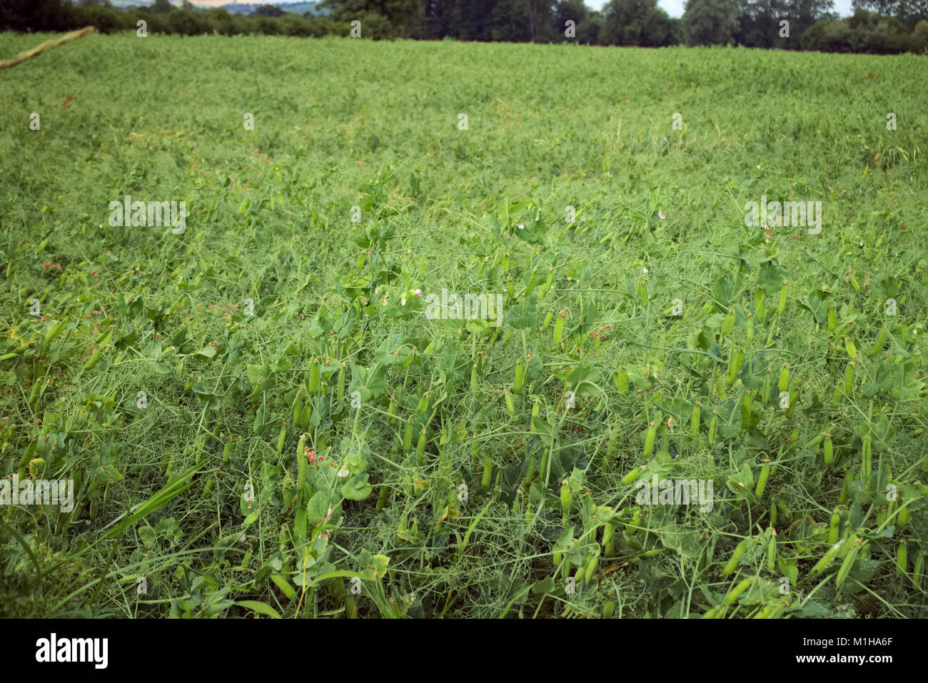 Pisium sativum les pois frais des grandes cultures. Banque D'Images