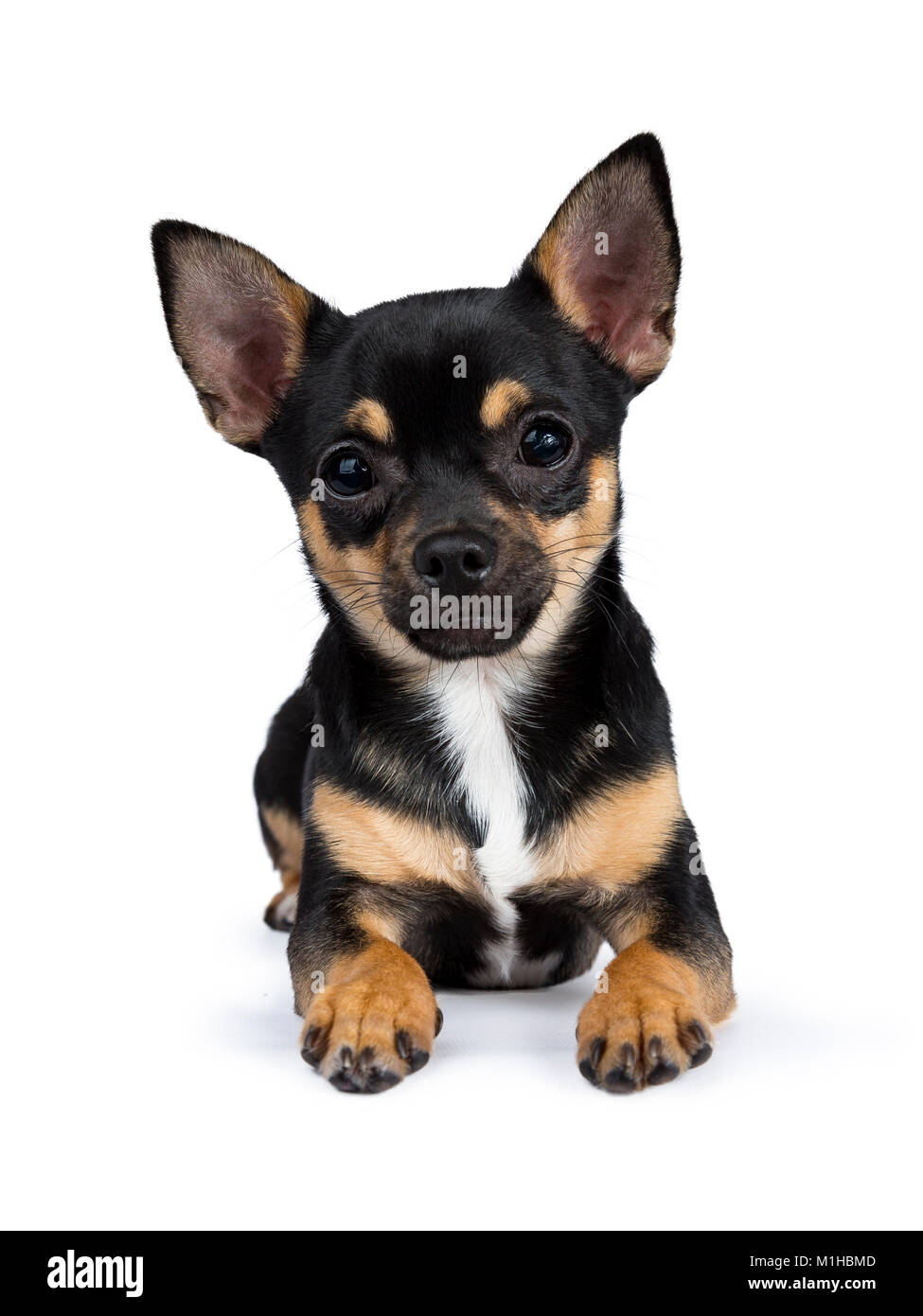 Chien chiwawa noir fixant le regardant dans l'objectif d'isolé sur fond blanc Banque D'Images