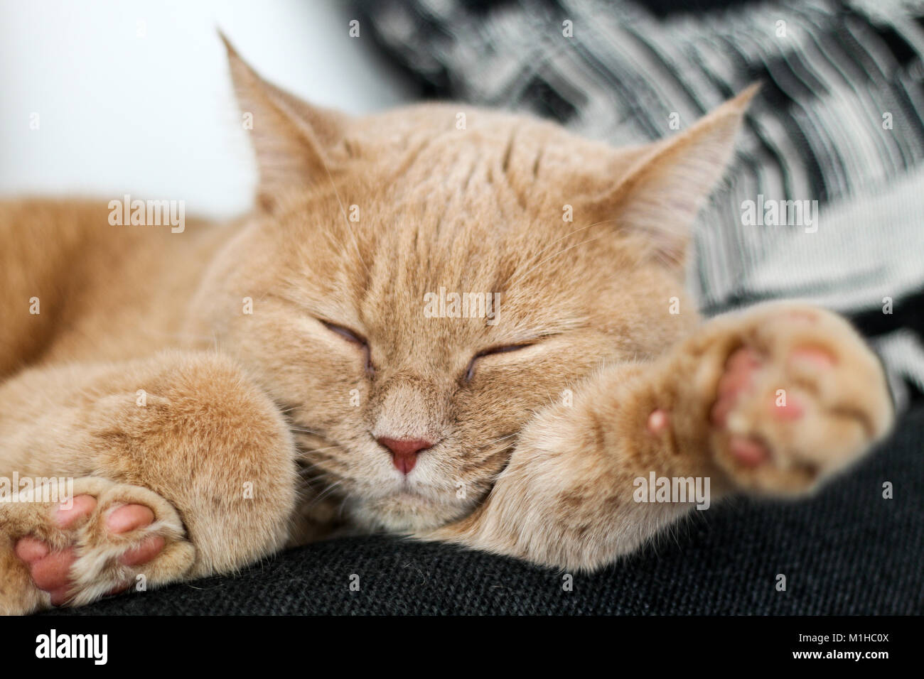 Un mignon petit chat tigré est relaxant et est très adorable. Banque D'Images