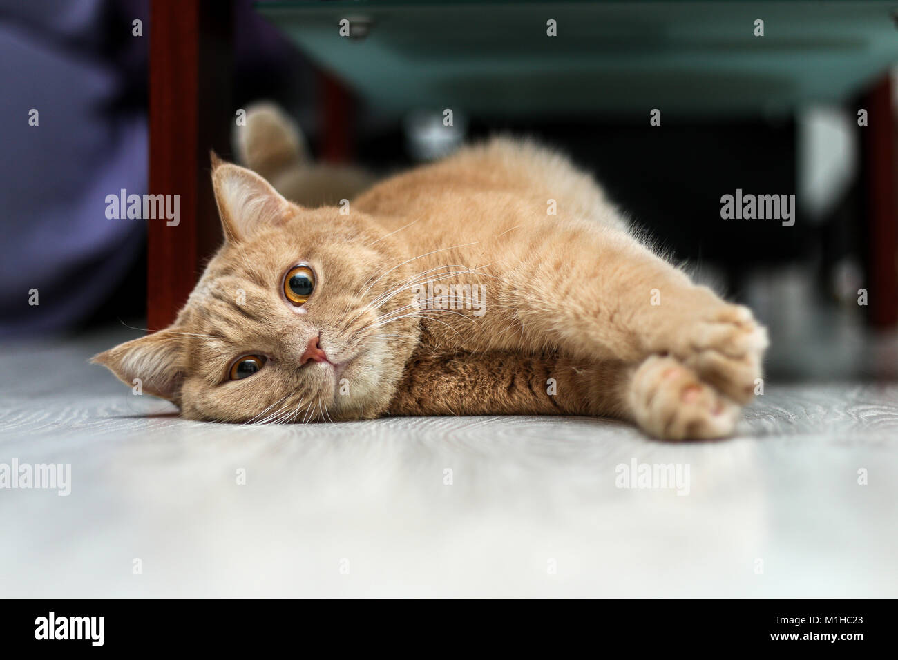 Un mignon petit chat tigré est reposant sur le sol et est très adorable. Banque D'Images