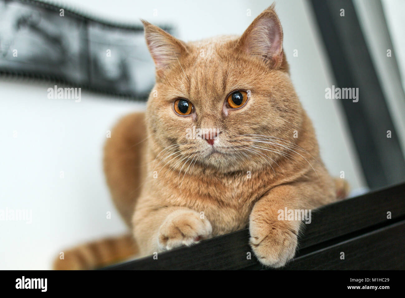 Un mignon petit chat tigré est reposant sur un canapé et est très adorable. Banque D'Images