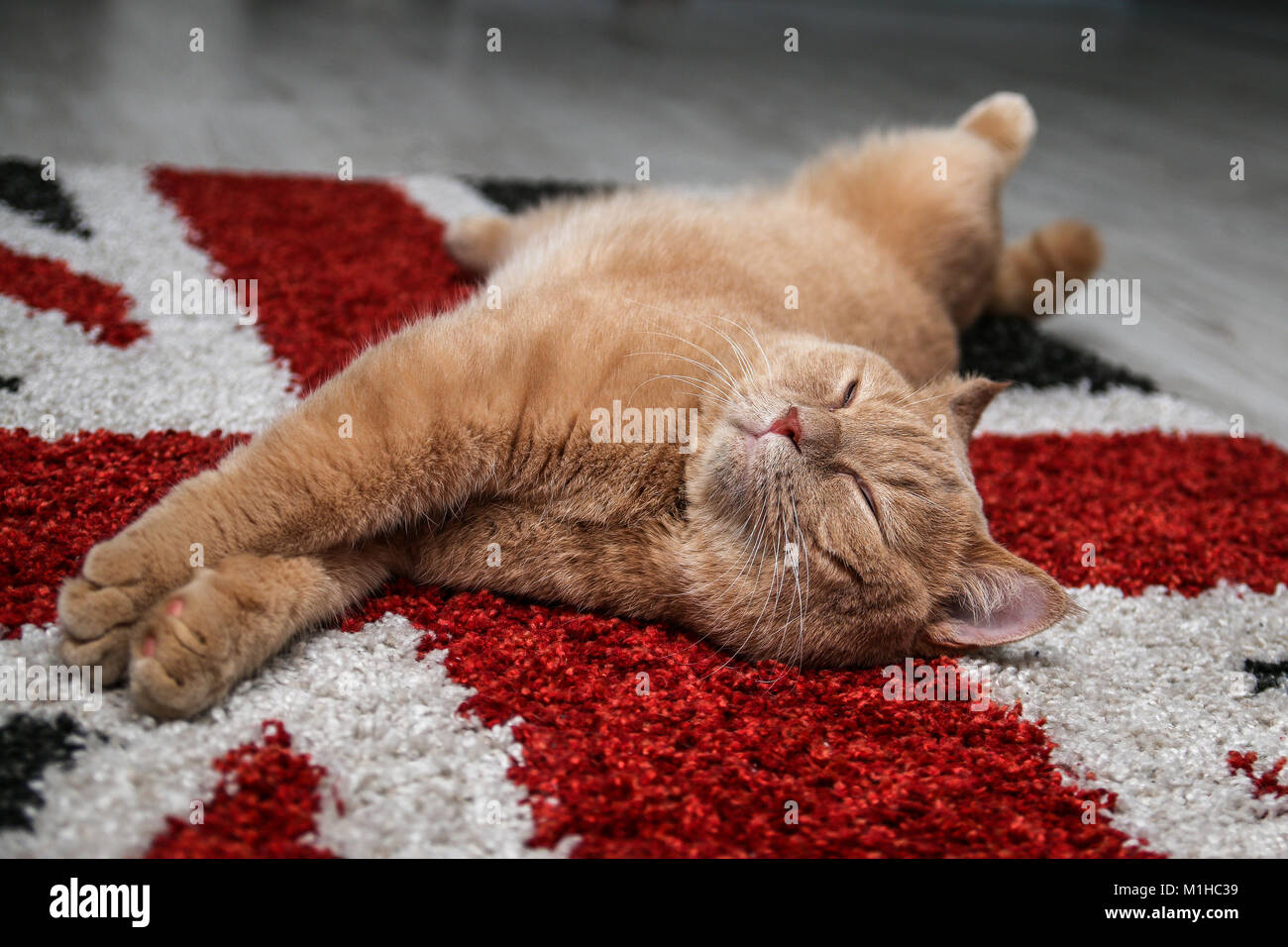Un mignon petit chat tigré est reposant sur le sol sur le drapeau britannique et de tapis est très adorable. Banque D'Images