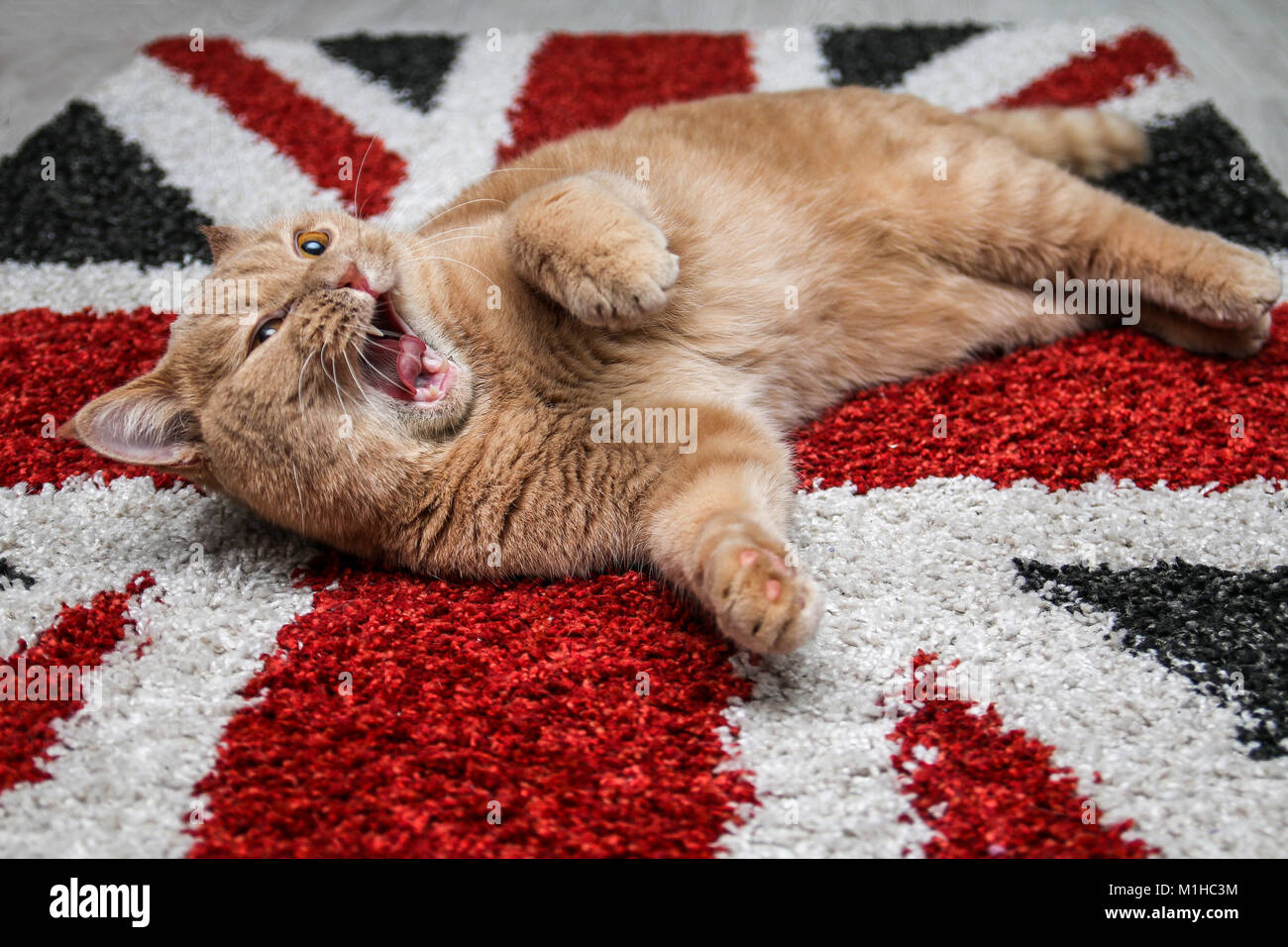 Un mignon petit chat tigré est reposant sur le sol sur le drapeau britannique et de tapis est très adorable.A l'air drôle comme il est manifeste. Ressemble à crier. Banque D'Images