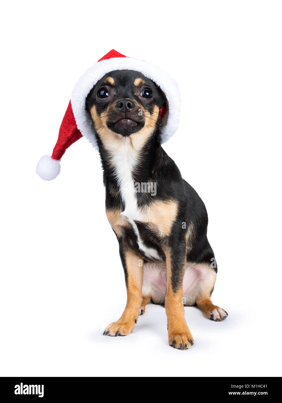 Chiwawa black dog sitting wearing christmas hat regardant la caméra isolé sur fond blanc Banque D'Images