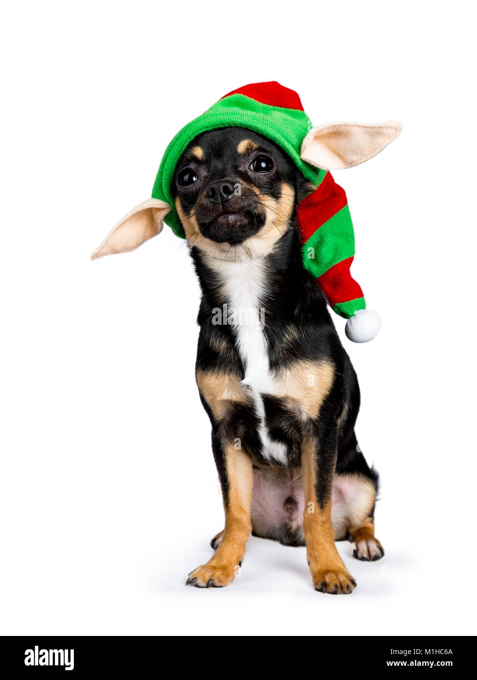 Black chiwawa chien assis avec drôle noël / elf hat isolé sur fond de Pentecôte Banque D'Images