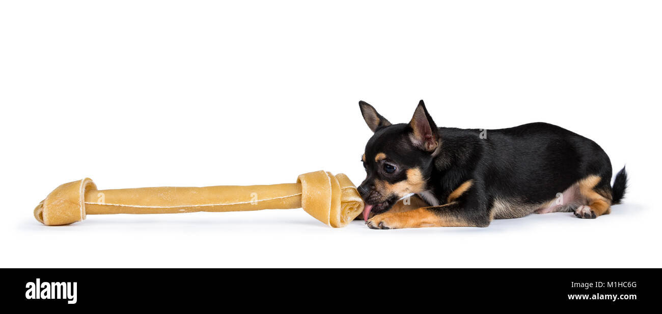 Chien chiwawa noir lécher pose un énorme os isolé sur fond blanc Banque D'Images