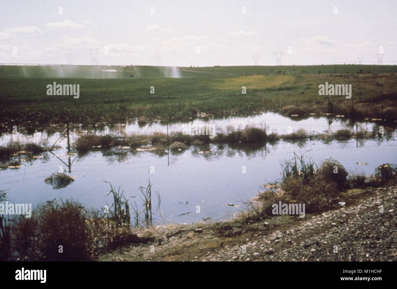 Photographie d'une stagnation de l'eau salée par une accumulation de l'eau d'irrigation et des gicleurs dans l'arrière-plan pelouse à Washington, un site pertinent pour l'enquête du CDC de maladies transmises par vecteur autour de l'évolution des ressources en eau, 1976. Image courtoisie CDC. () Banque D'Images Photographie d'une stagnation de l'eau salée par une accumulation de l'eau d'irrigation et des gicleurs dans l'arrière-plan pelouse à Washington, un site pertinent pour l'enquête du CDC de maladies transmises par vecteur autour de l'évolution des ressources en eau, 1976. Image courtoisie CDC. () Banque D'Images