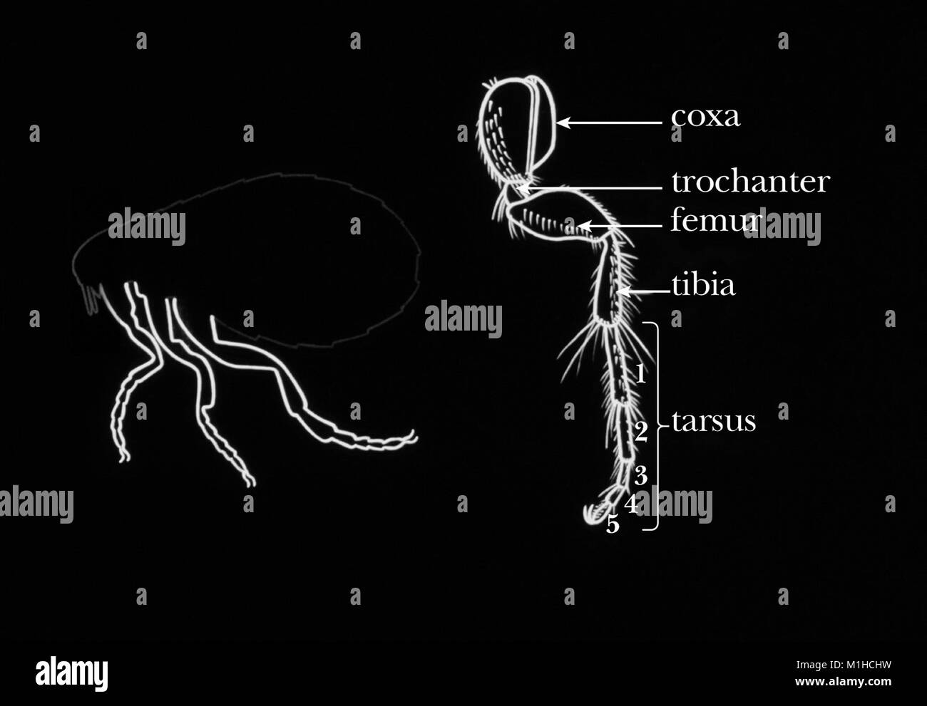 Illustration des cinq parties et les caractéristiques morphologiques d'une jambe aux puces, 1976. Image courtoisie CDC. () Banque D'Images