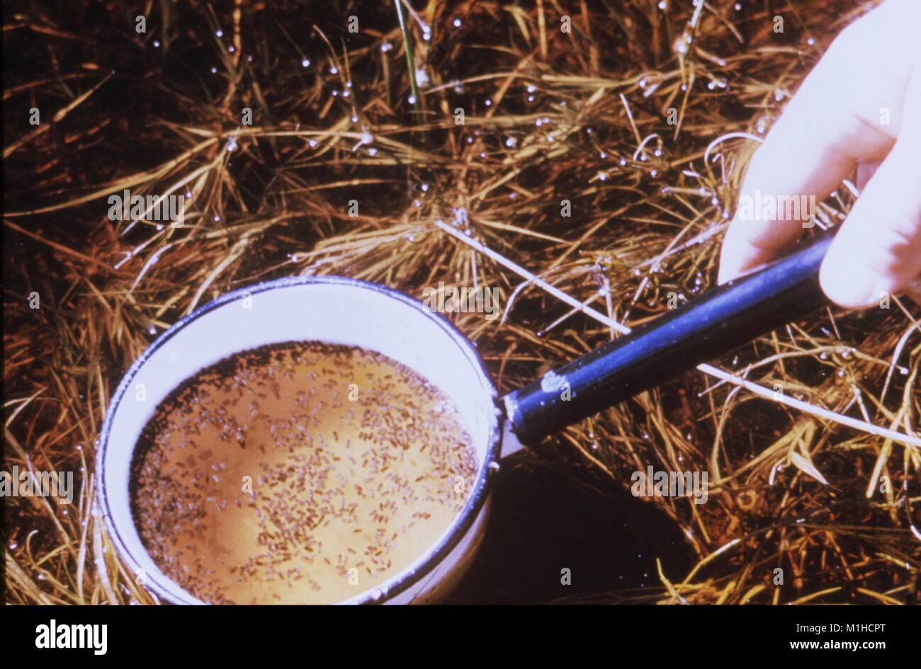 Photo avec un gros plan d'un balancier avec un échantillon d'eau pleine de nymphes de moustiques (stade larvaire) détenus par un entomologiste main sur du foin, au cours d'enquêtes pour minimiser les maladies transmises par vecteur, 1976. Image courtoisie CDC. () Banque D'Images Photo avec un gros plan d'un balancier avec un échantillon d'eau pleine de nymphes de moustiques (stade larvaire) détenus par un entomologiste main sur du foin, au cours d'enquêtes pour minimiser les maladies transmises par vecteur, 1976. Image courtoisie CDC. () Banque D'Images