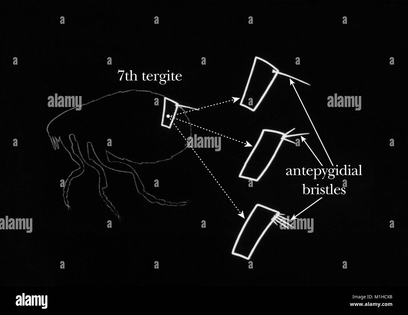 Illustration de la morphologie de la septième de l'exosquelette tergite (plaque supérieure) avec antepygidial les puces en soies, 1976. Image courtoisie CDC. () Banque D'Images Illustration de la morphologie de la septième de l'exosquelette tergite (plaque supérieure) avec antepygidial les puces en soies, 1976. Image courtoisie CDC. () Banque D'Images
