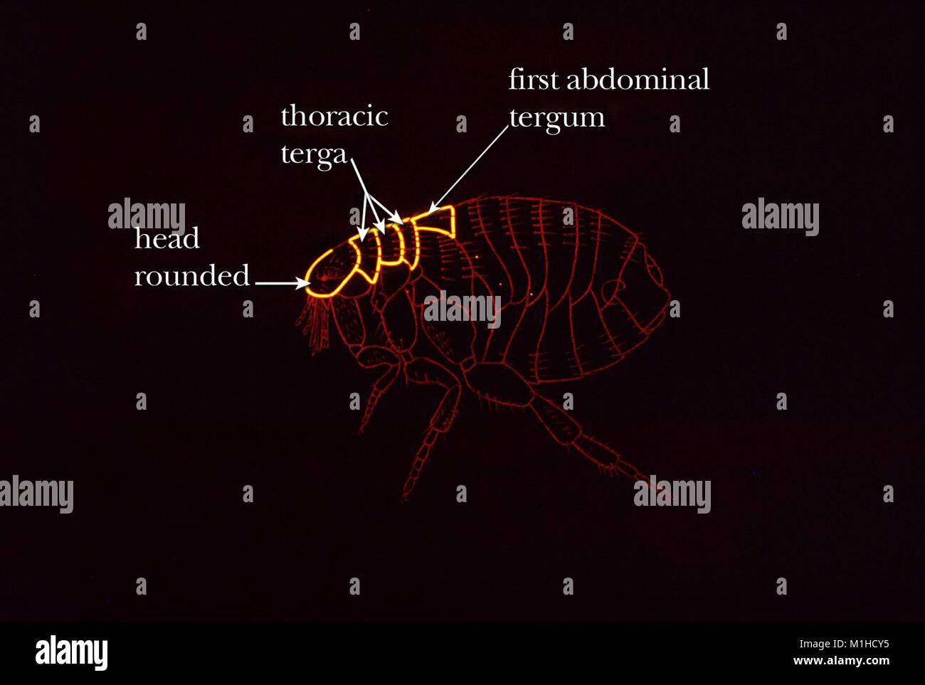 Illustration de la puce du chat (Ctenocephalides felis) l'identification des caractéristiques, une tête arrondie et le thorax avec longueur plus grande que la première plaque abdominale, 1976. Image courtoisie CDC. () Banque D'Images