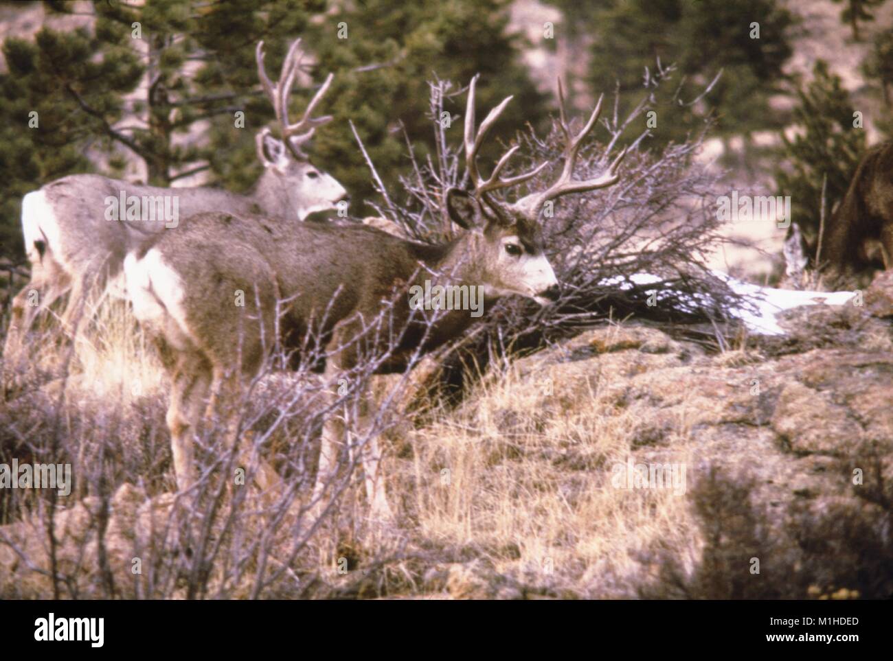 Paire de mule deer dans un buisson, la peste et la fièvre à tiques étude, Estes Park, Colorado, 1975. Image courtoisie Centres for Disease Control (CDC). () Banque D'Images