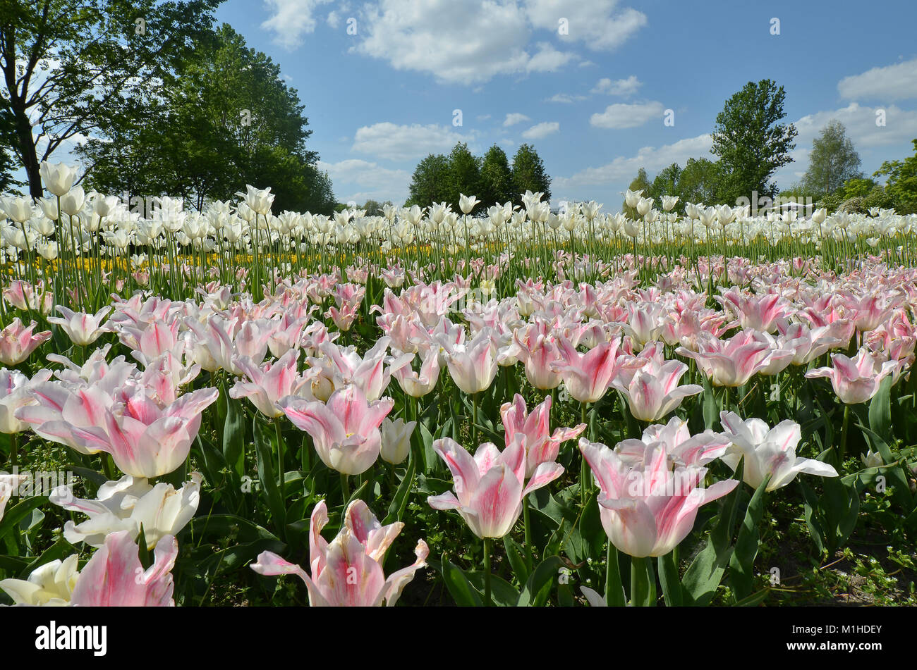 L'osier et des tulipes roses dans un champ plein de fleurs Banque D'Images