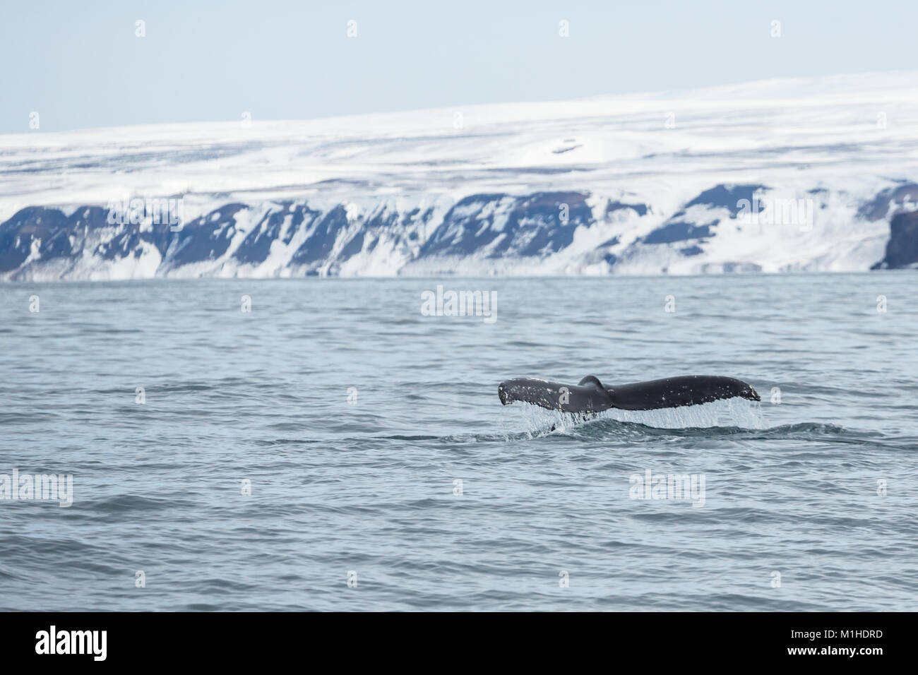 Comme cette baleine à bosse se prépare à une profondeur de plongée de l'alimentation, le Fluke s'élève au-dessus de la surface, l'écoulement d'eau pendant un instant. Banque D'Images