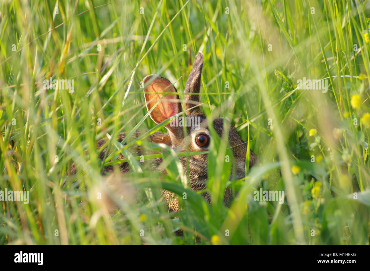 Se cacher dans les hautes herbes lapin Banque D'Images