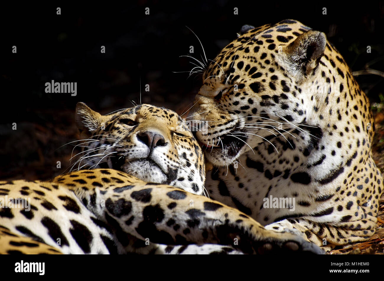 Deux léopards le toilettage Banque D'Images