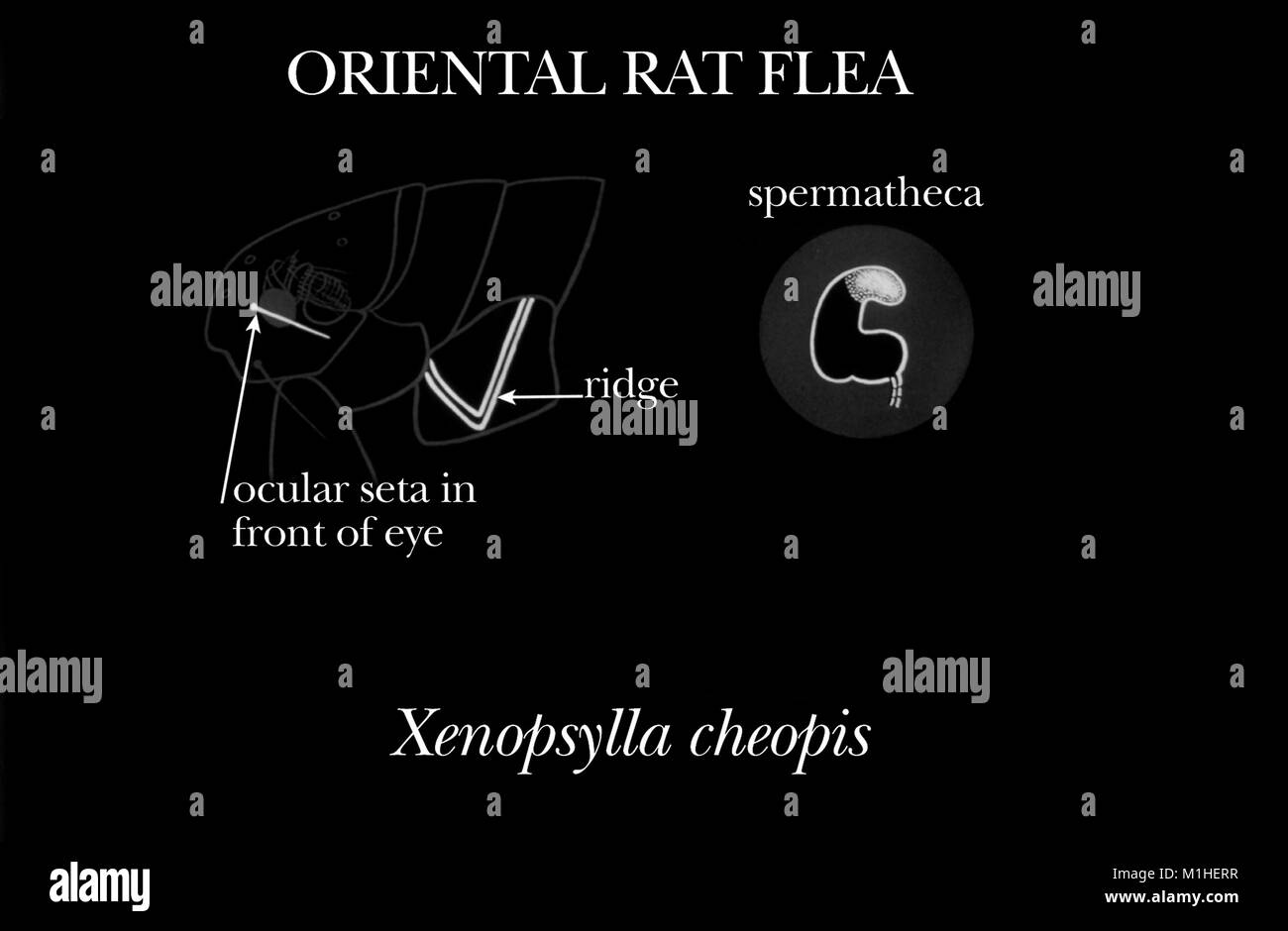 Aux Puces Xenopsylla cheopis rat oriental caractéristiques morphologiques, de l'illustration, 1976. Image courtoisie Centres for Disease Control (CDC). () Banque D'Images Aux Puces Xenopsylla cheopis rat oriental caractéristiques morphologiques, de l'illustration, 1976. Image courtoisie Centres for Disease Control (CDC). () Banque D'Images