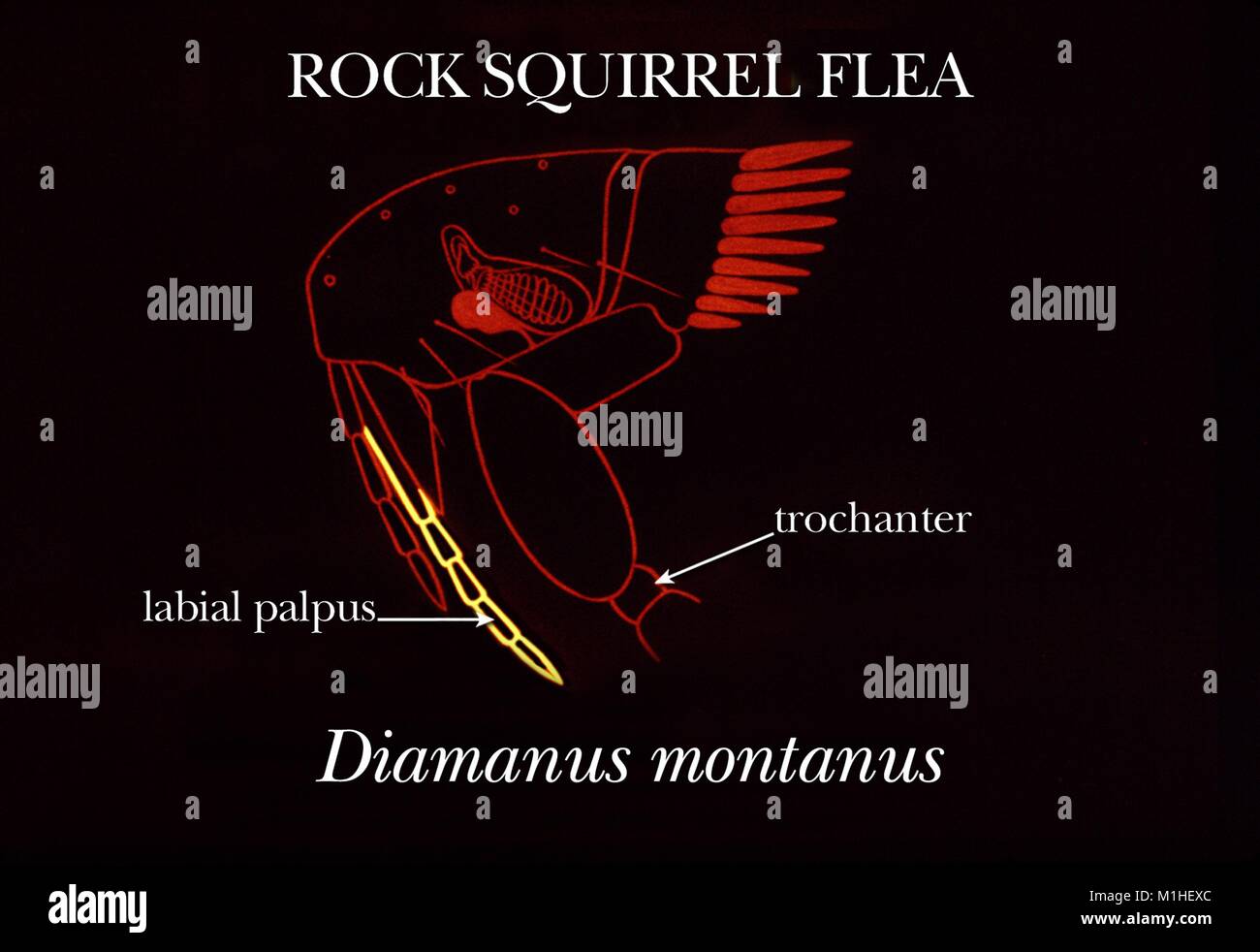 Aux Puces (Diamanus Rock squirrel montanus) identification des caractéristiques, de l'illustration, 1976. Image courtoisie Centres for Disease Control (CDC). () Banque D'Images Aux Puces (Diamanus Rock squirrel montanus) identification des caractéristiques, de l'illustration, 1976. Image courtoisie Centres for Disease Control (CDC). () Banque D'Images