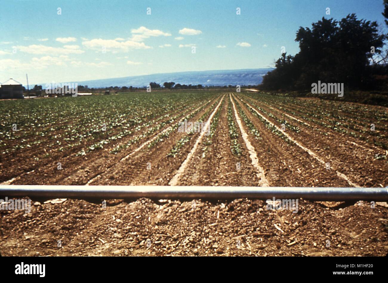 Photographie d'un terrain plissé avec un pipeline à travers l'irrigation, une méthode qui permet de minimiser l'accumulation d'eau stagnante et les risques associés aux maladies à transmission vectorielle, 1976. Image courtoisie CDC/James Stewart. () Banque D'Images