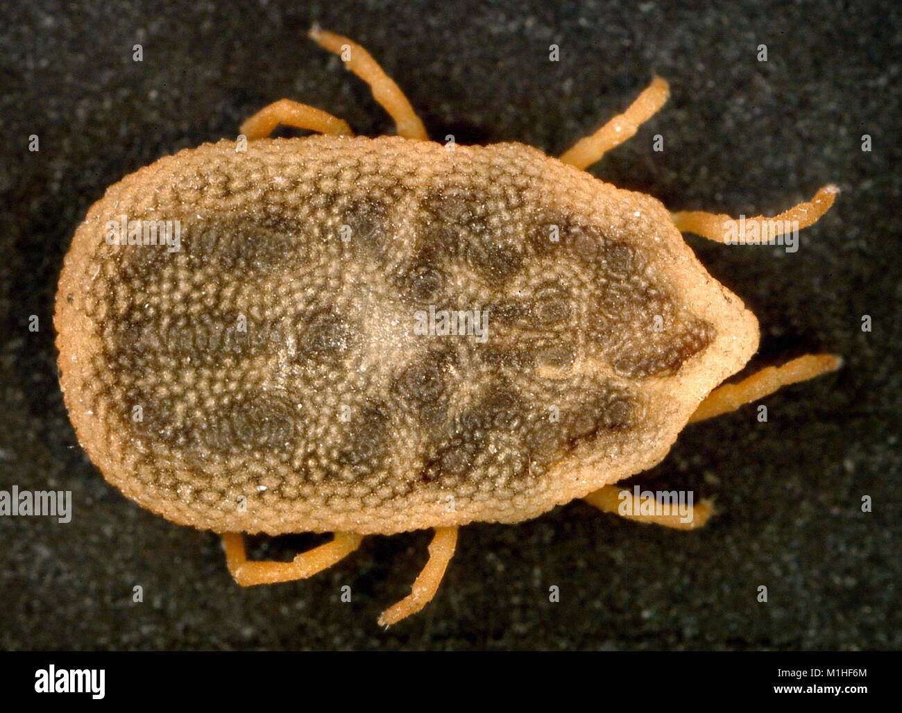 Macro photographie montrant vue dorsale d'une chauve-souris tick (kelleyi Carios, anciennement Ornithodoros) kelleyi, porteurs connus des rickettsies (fièvre) et la fièvre récurrente, 2003. Image courtoisie CDC/William L. Nicholson, Ph.D. () Banque D'Images Macro photographie montrant vue dorsale d'une chauve-souris tick (kelleyi Carios, anciennement Ornithodoros) kelleyi, porteurs connus des rickettsies (fièvre) et la fièvre récurrente, 2003. Image courtoisie CDC/William L. Nicholson, Ph.D. () Banque D'Images