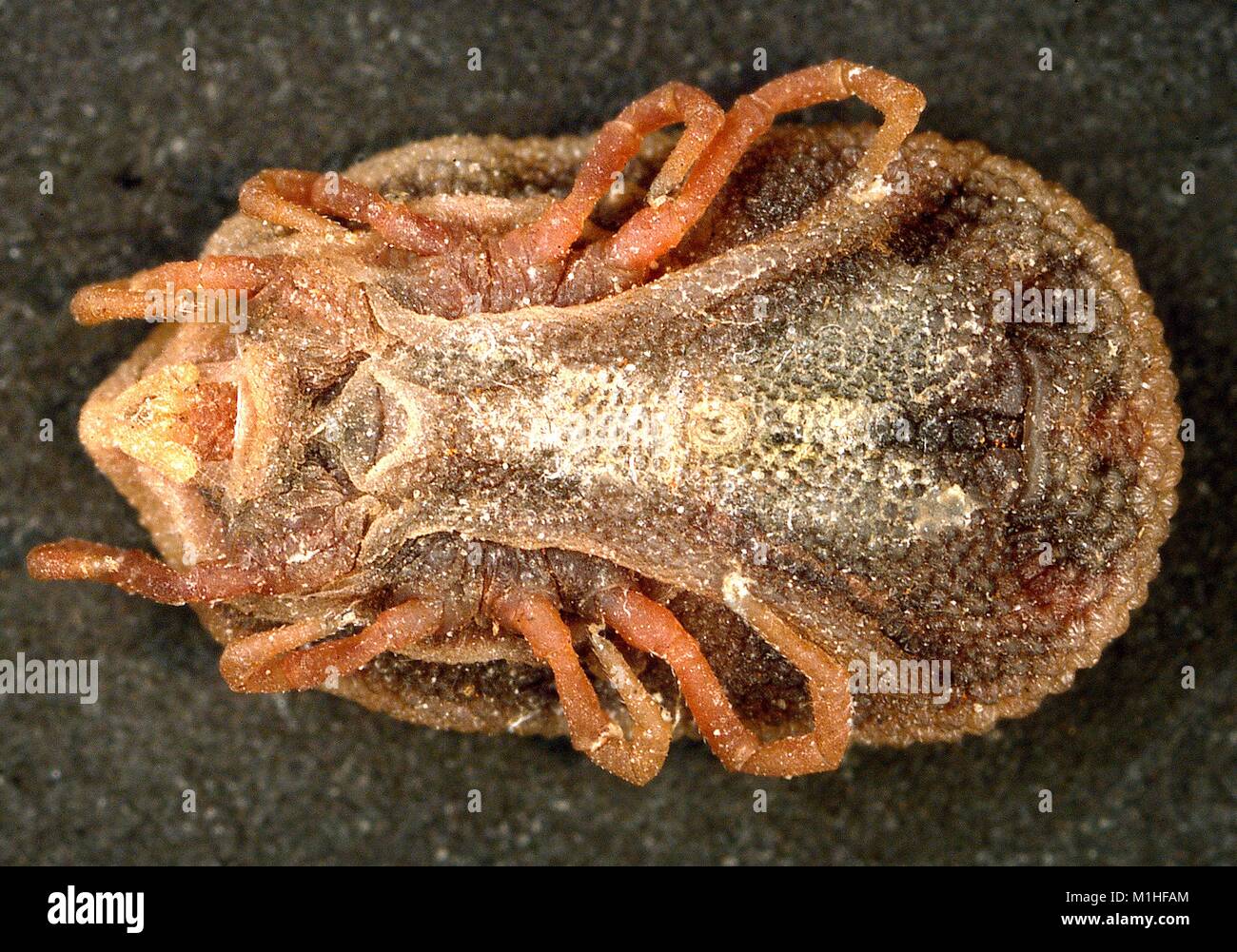 Macro photographie montrant vue ventrale d'une chauve-souris tick (kelleyi Carios, anciennement Ornithodoros) kelleyi, porteurs connus des rickettsies (fièvre) et la fièvre récurrente, 2003. Image courtoisie CDC/William L. Nicholson, Ph.D. () Banque D'Images Macro photographie montrant vue ventrale d'une chauve-souris tick (kelleyi Carios, anciennement Ornithodoros) kelleyi, porteurs connus des rickettsies (fièvre) et la fièvre récurrente, 2003. Image courtoisie CDC/William L. Nicholson, Ph.D. () Banque D'Images