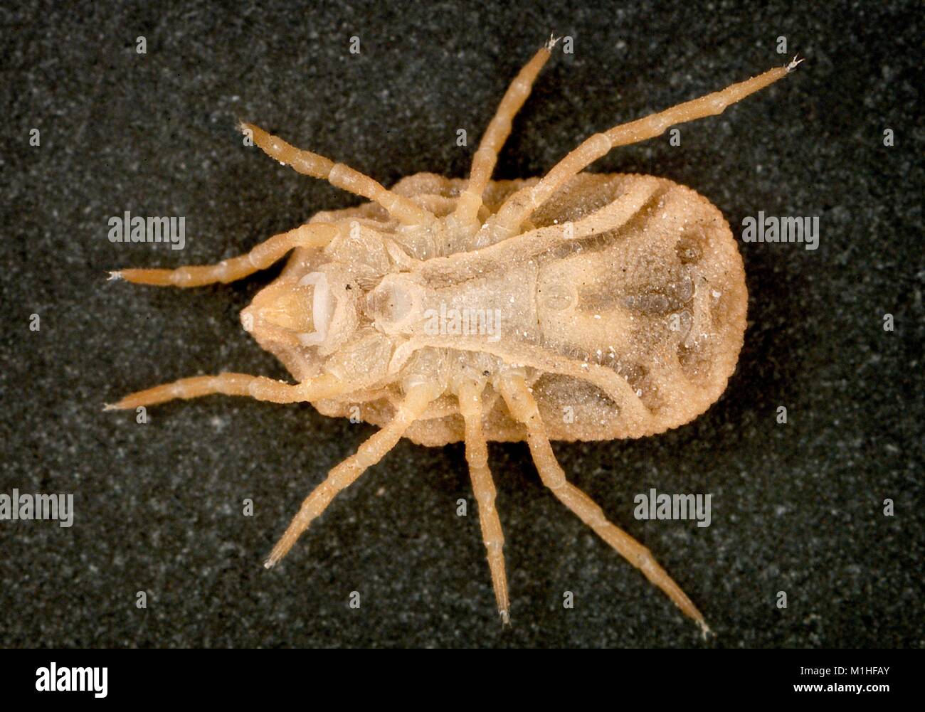 Macro photographie montrant vue ventrale d'une chauve-souris tick (kelleyi Carios, anciennement Ornithodoros) kelleyi, porteurs connus des rickettsies (fièvre) et la fièvre récurrente, 2003. Image courtoisie CDC/William L. Nicholson, Ph.D. () Banque D'Images Macro photographie montrant vue ventrale d'une chauve-souris tick (kelleyi Carios, anciennement Ornithodoros) kelleyi, porteurs connus des rickettsies (fièvre) et la fièvre récurrente, 2003. Image courtoisie CDC/William L. Nicholson, Ph.D. () Banque D'Images